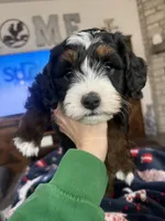Teddy-Mini , a male Miniature Bernedoodle for sale in Dyersville, IA – Photo 10 of 10