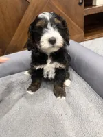 Teddy-Mini , a male Miniature Bernedoodle for sale in Dyersville, IA – Photo 4 of 10