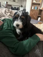 Teddy-Mini , a male Miniature Bernedoodle for sale in Dyersville, IA – Photo 5 of 10