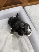 Teddy-Mini , a male Miniature Bernedoodle for sale in Dyersville, IA – Photo 9 of 10