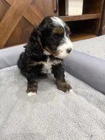 Teddy-Mini , a male Miniature Bernedoodle for sale in Dyersville, IA – Photo 8 of 10