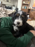 Teddy-Mini , a male Miniature Bernedoodle for sale in Dyersville, IA – Photo 6 of 10