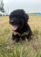 Sassy-mini , a female Miniature Bernedoodle for sale in Dyersville, IA – 5 of 7