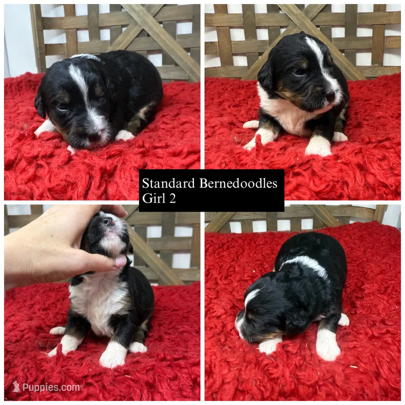 F1 tricolor  – Bernedoodle puppy for sale in Dyersville, IA