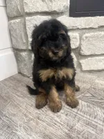 Holly, a female Miniature Bernedoodle for sale in Dyersville, IA – 3 of 6