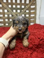 Merle boy , a male Miniature Bernedoodle for sale in Dyersville, IA – 3 of 5