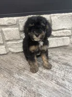 Petite girl , a female Miniature Bernedoodle for sale in Dyersville, IA – 2 of 6