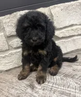 Max , a male Miniature Bernedoodle for sale in Dyersville, IA – 2 of 5