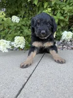 Mini girl , a female Miniature Bernedoodle for sale in Dyersville, IA – 1 of 7
