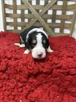 F1 Tri’s , a male Bernedoodle for sale in Dyersville, IA – 6 of 6