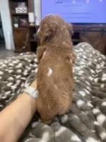 Bambi-mini , a female Miniature Goldendoodle for sale in Dyersville, IA – 7 of 8