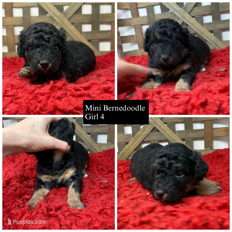 Mini girl  – Miniature Bernedoodle puppy for sale in Dyersville, IA