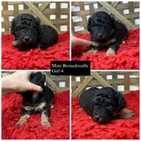 Mini girl , a female Miniature Bernedoodle for sale in Dyersville, IA – 1 of 6
