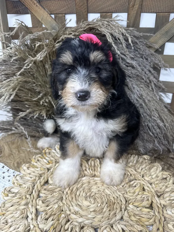 F1 girl  – Bernedoodle puppy for sale in Dyersville, IA