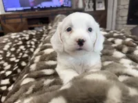 Buster-mini , a male Miniature Goldendoodle for sale in Dyersville, IA – 2 of 7