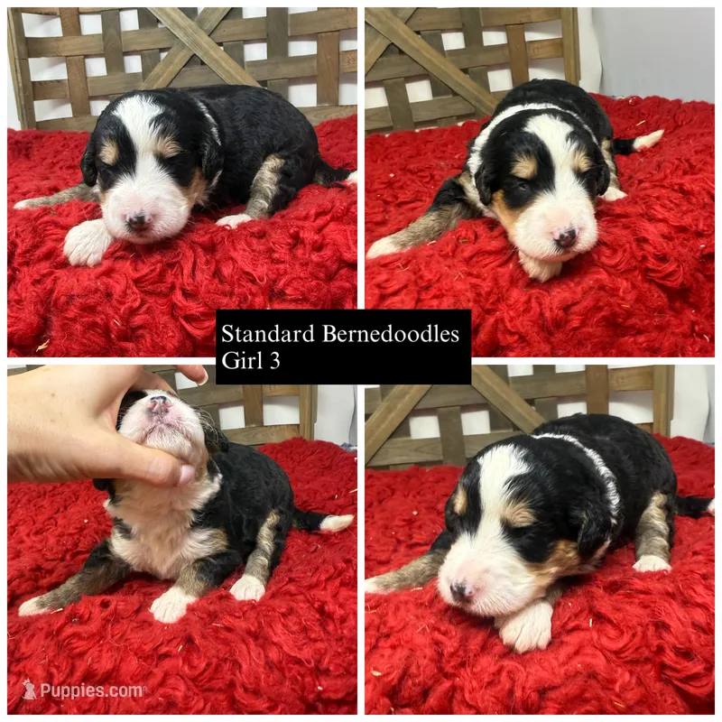 F1 tri girl  – Bernedoodle puppy for sale in Dyersville, IA