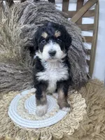 Tri girl medium , a female Bernedoodle for sale in Dyersville, IA – 6 of 6