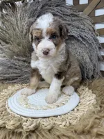Merle chocolate girl , a female Bernedoodle for sale in Dyersville, IA – 1 of 9