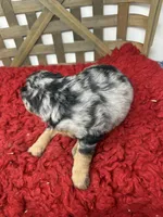 Minis , a female Miniature Bernedoodle for sale in Dyersville, IA – 5 of 6