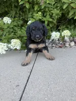 Mini girl , a female Miniature Bernedoodle for sale in Dyersville, IA – 6 of 7