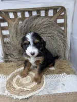 Mini Tri , a male Miniature Bernedoodle for sale in Dyersville, IA – 3 of 7