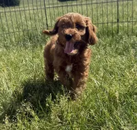 Dash- Mini , a male Miniature Goldendoodle for sale in Dyersville, IA – 4 of 8