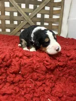F1 Tri’s , a male Bernedoodle for sale in Dyersville, IA – 4 of 6