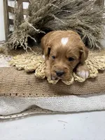 Mini Tuxedo , a male Miniature Goldendoodle for sale in Dyersville, IA – 3 of 7