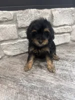 Mia, a female Miniature Bernedoodle for sale in Dyersville, IA – 2 of 4