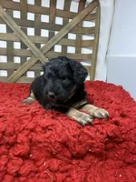 Minis , a female Miniature Bernedoodle for sale in Dyersville, IA – 2 of 7