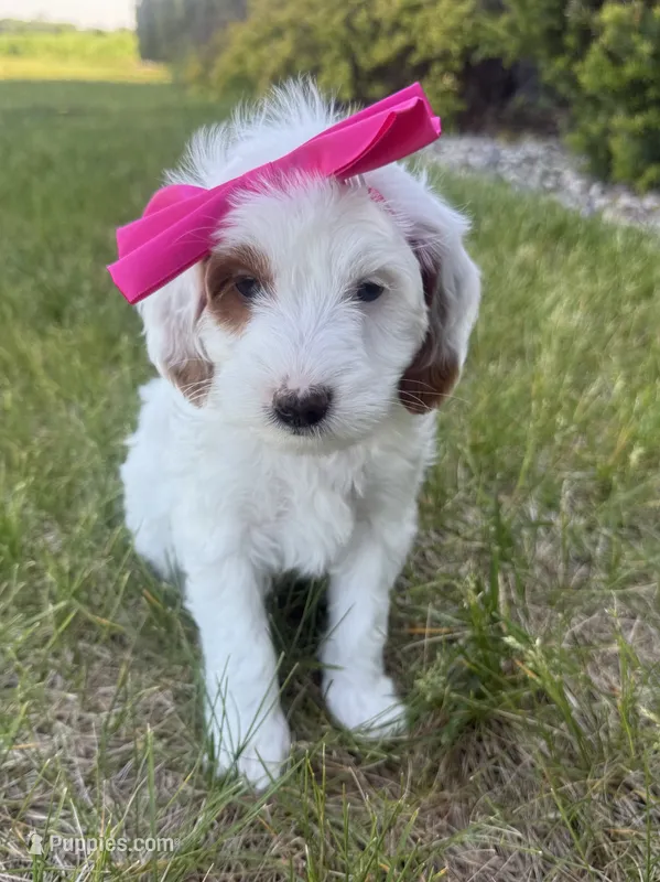 Sprinkles- mini  – Miniature Goldendoodle puppy for sale in Dyersville, IA
