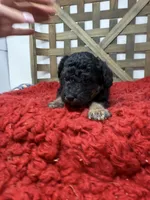 Mini girl , a female Miniature Bernedoodle for sale in Dyersville, IA – 2 of 6