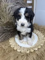 Tri girl medium 2 , a female Bernedoodle for sale in Dyersville, IA – 3 of 8