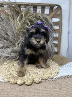 Petite girl , a female Miniature Bernedoodle for sale in Dyersville, IA – 2 of 6