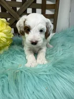 Sprinkles- mini , a female Miniature Goldendoodle for sale in Dyersville, IA – 4 of 5