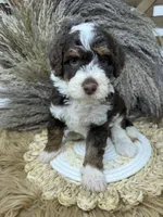 chocolate Tri , a female Bernedoodle for sale in Dyersville, IA – 6 of 6