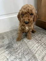 May-mini, a female Miniature Goldendoodle for sale in Dyersville, IA – 5 of 5