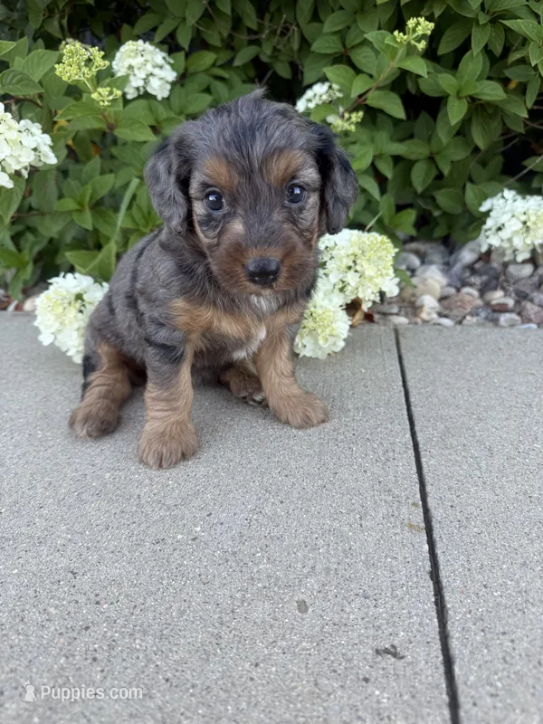 Merle Mini  – Miniature Bernedoodle puppy for sale in Dyersville, IA