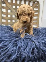 Mini boy , a male Miniature Goldendoodle for sale in Dyersville, IA – 4 of 7