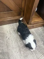 Panda-Mini , a male Miniature Bernedoodle for sale in Dyersville, IA – Photo 9 of 9