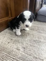 Panda-Mini , a male Miniature Bernedoodle for sale in Dyersville, IA – Photo 5 of 9