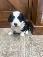 Panda-Mini , a male Miniature Bernedoodle for sale in Dyersville, IA – Photo 1 of 9