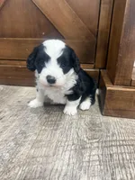 Panda-Mini , a male Miniature Bernedoodle for sale in Dyersville, IA – Photo 8 of 9