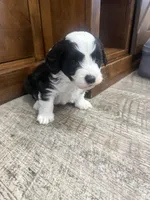 Panda-Mini , a male Miniature Bernedoodle for sale in Dyersville, IA – Photo 7 of 9