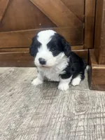 Panda-Mini , a male Miniature Bernedoodle for sale in Dyersville, IA – Photo 3 of 9