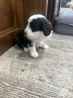 Panda-Mini , a male Miniature Bernedoodle for sale in Dyersville, IA – Photo 6 of 9