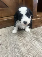 Panda-Mini , a male Miniature Bernedoodle for sale in Dyersville, IA – Photo 4 of 9