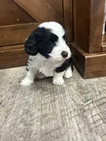Panda-Mini , a male Miniature Bernedoodle for sale in Dyersville, IA – Photo 2 of 9