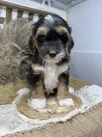 Tri mini , a male Miniature Bernedoodle for sale in Dyersville, IA – 4 of 7