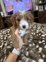 Bambi-mini , a female Miniature Goldendoodle for sale in Dyersville, IA – 6 of 8
